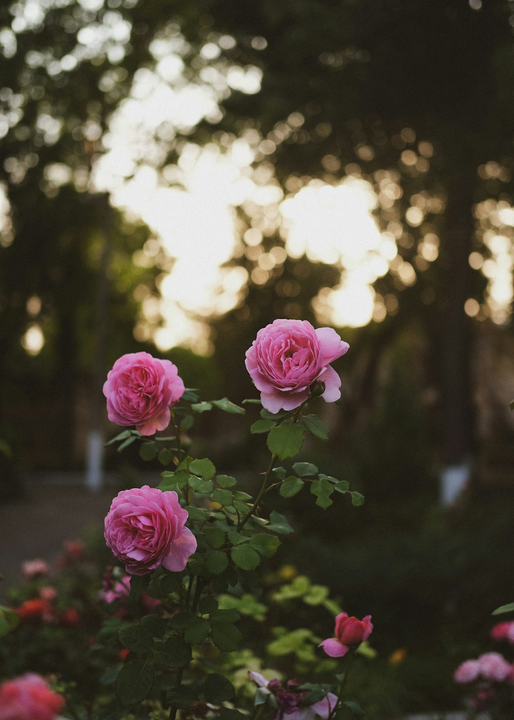 a group of flowers