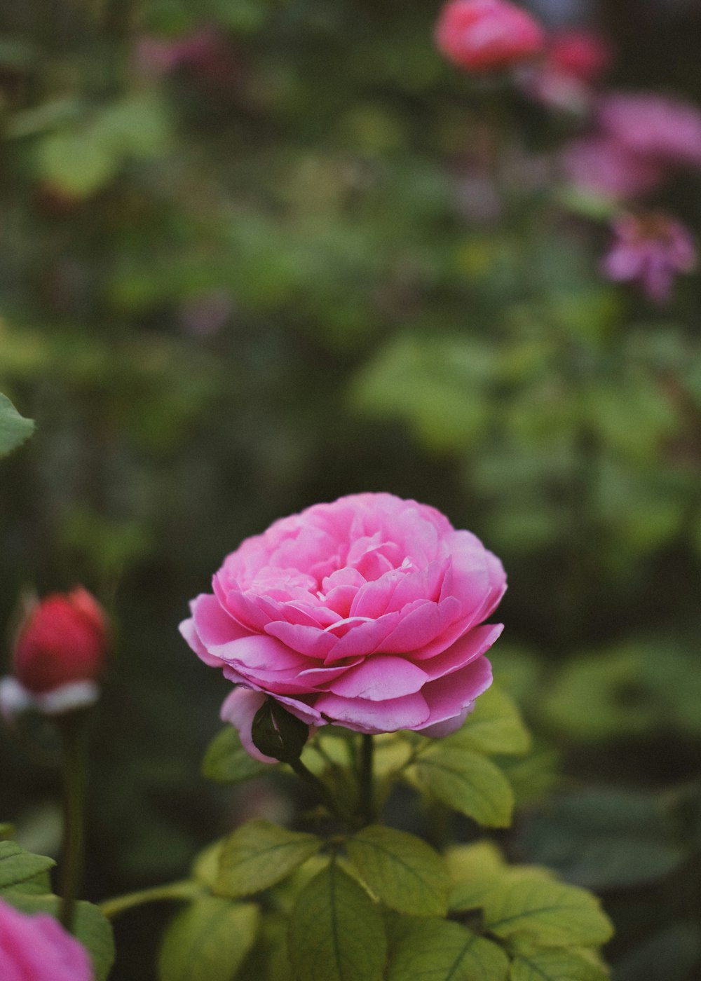 a close up of a flower