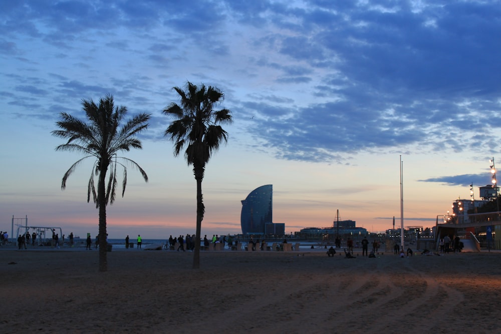 a group of palm trees on a beach