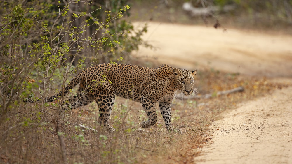 um leopardo andando em uma estrada de terra