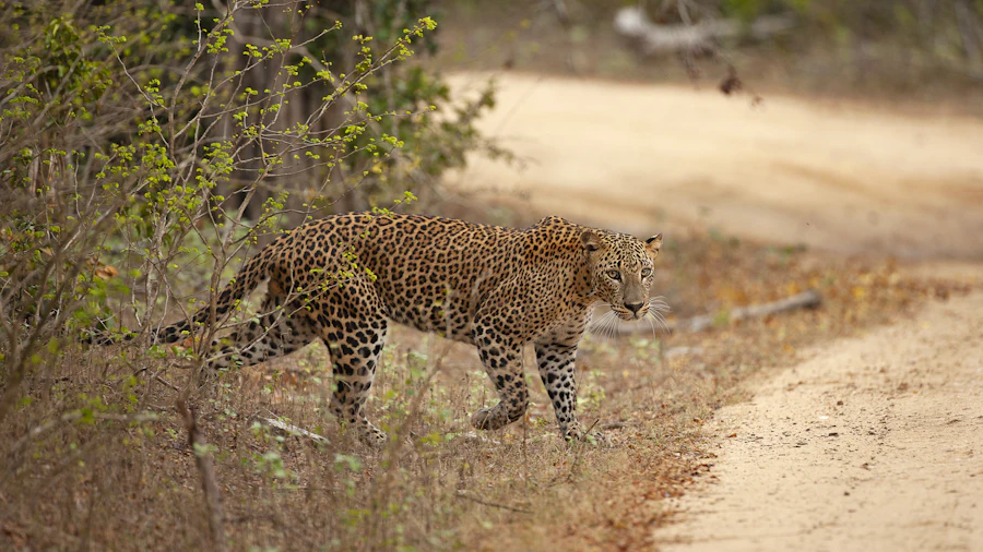 Dawn safari, then Arugam Bay