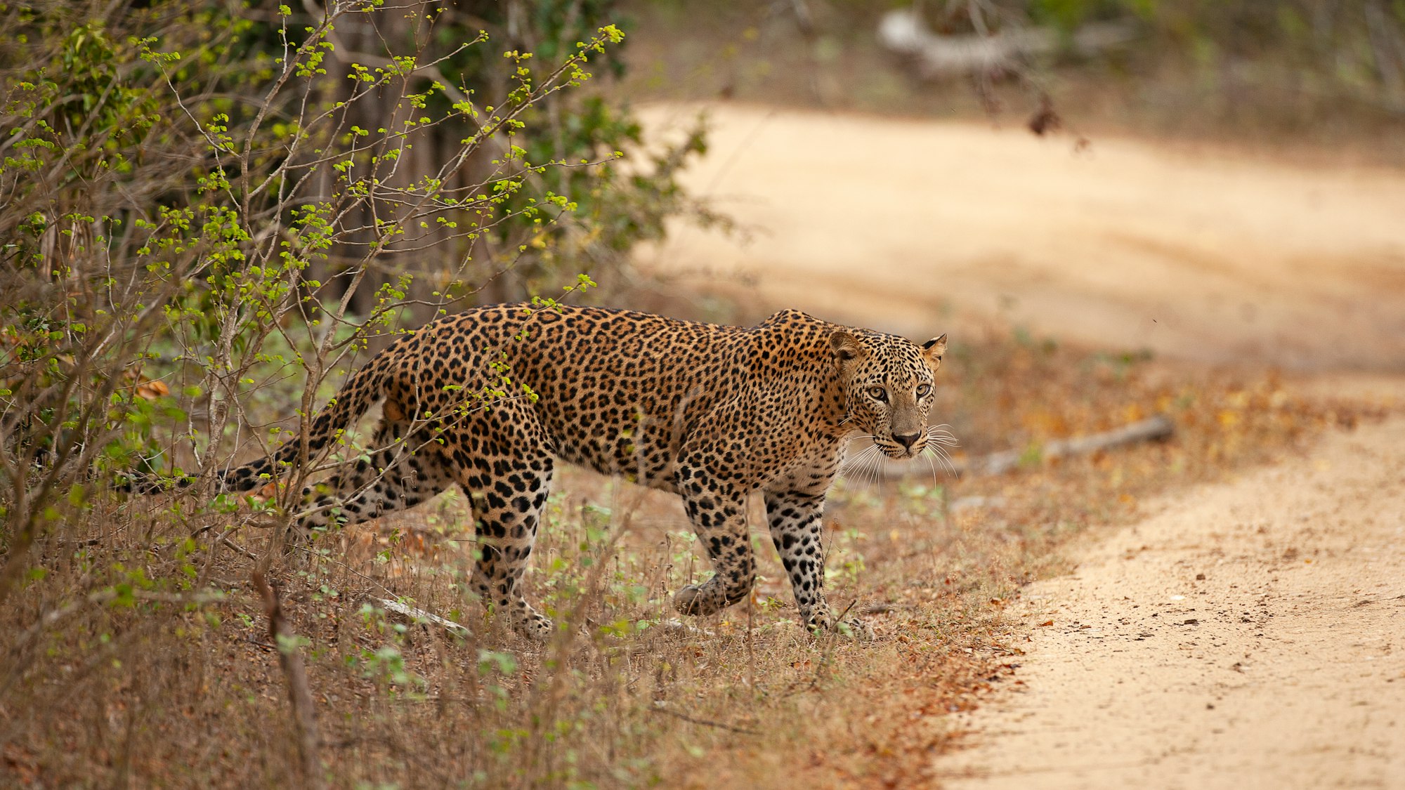 Leopard coming out from bushes