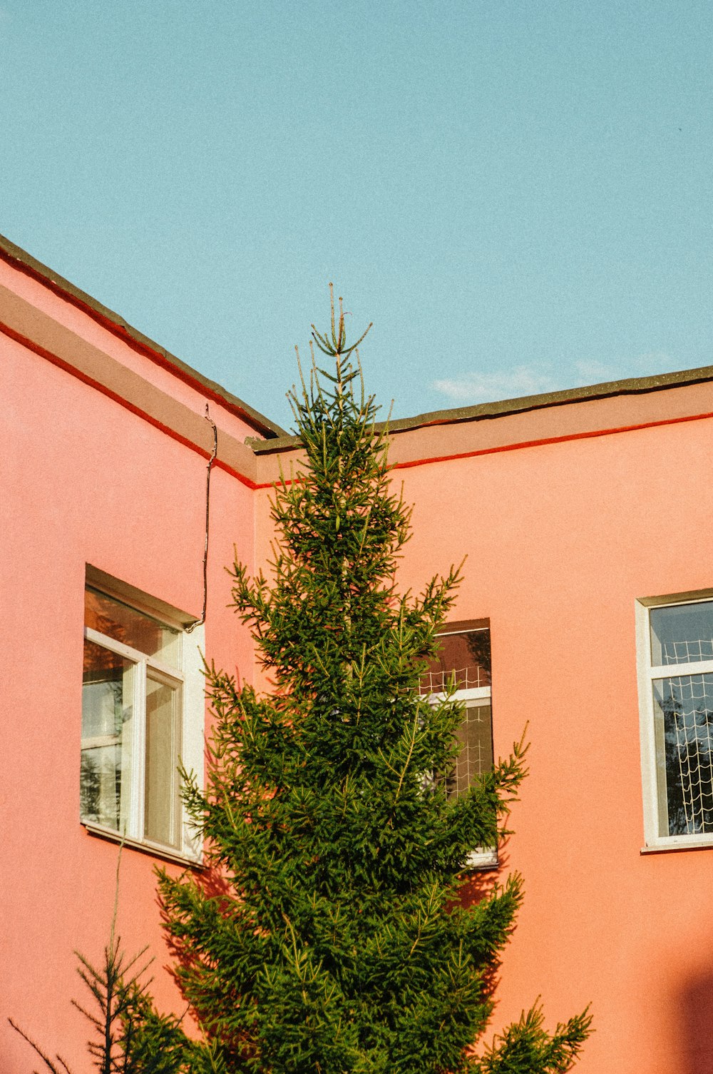 a tree in front of a pink building
