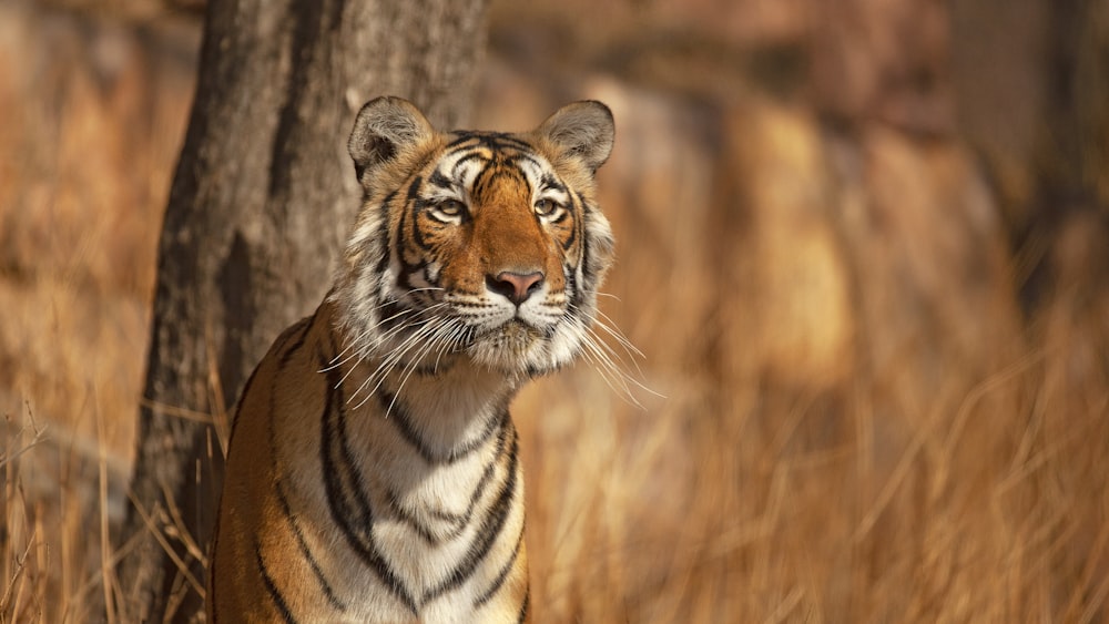 a tiger in a forest