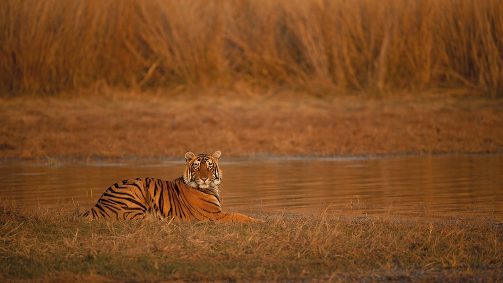 a tiger lying in the grass by a body of water