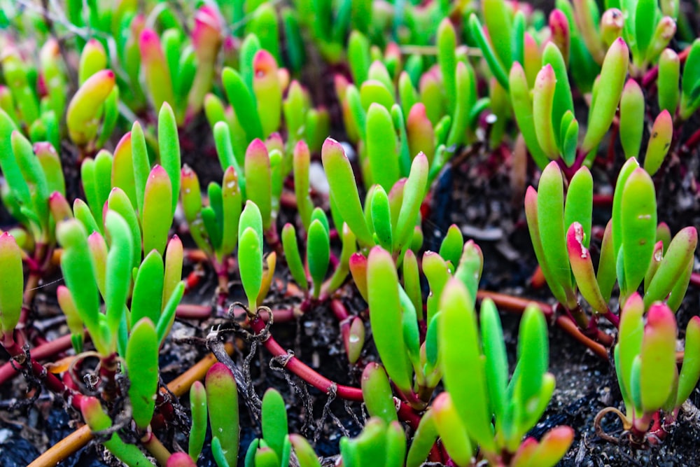 a close-up of a plant