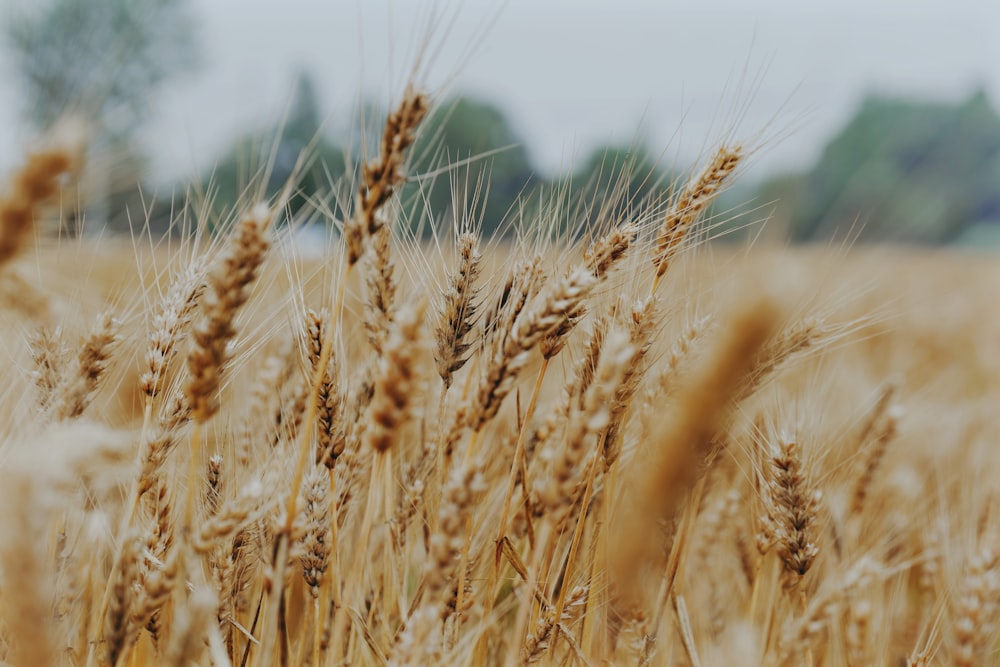 a close up of wheat