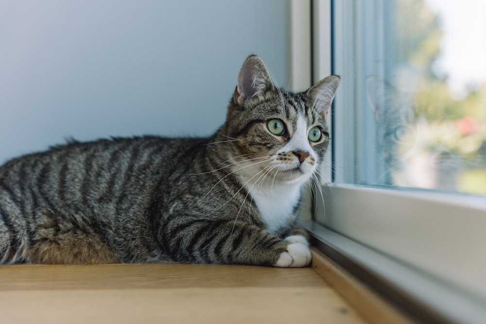 a cat sitting on a ledge