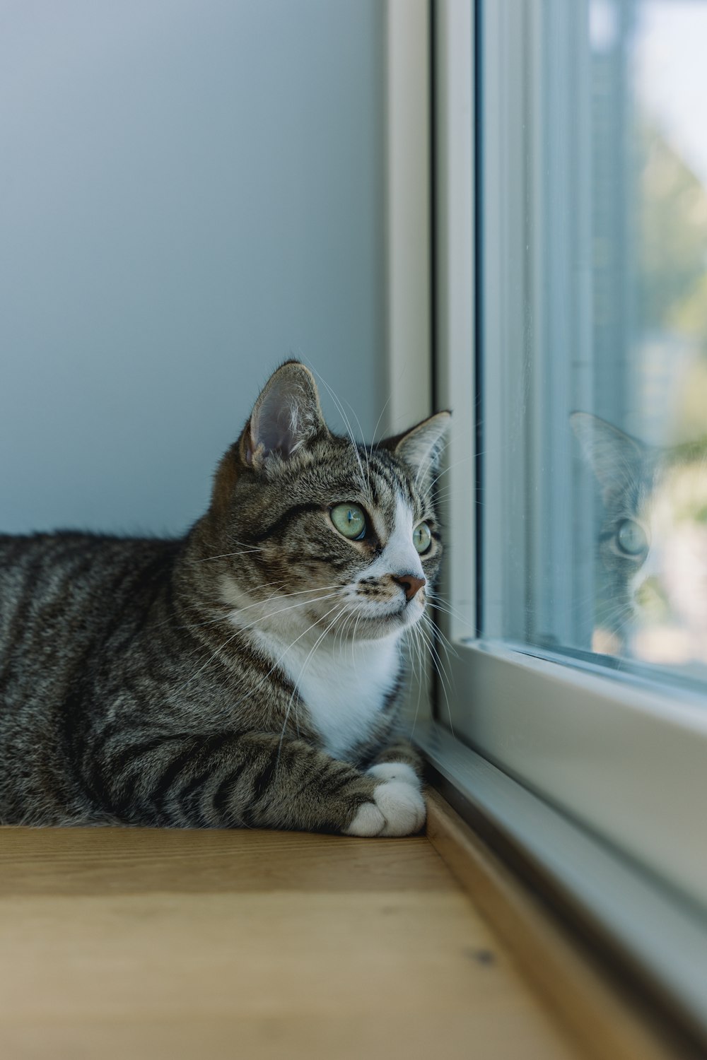 a cat sitting on a window sill