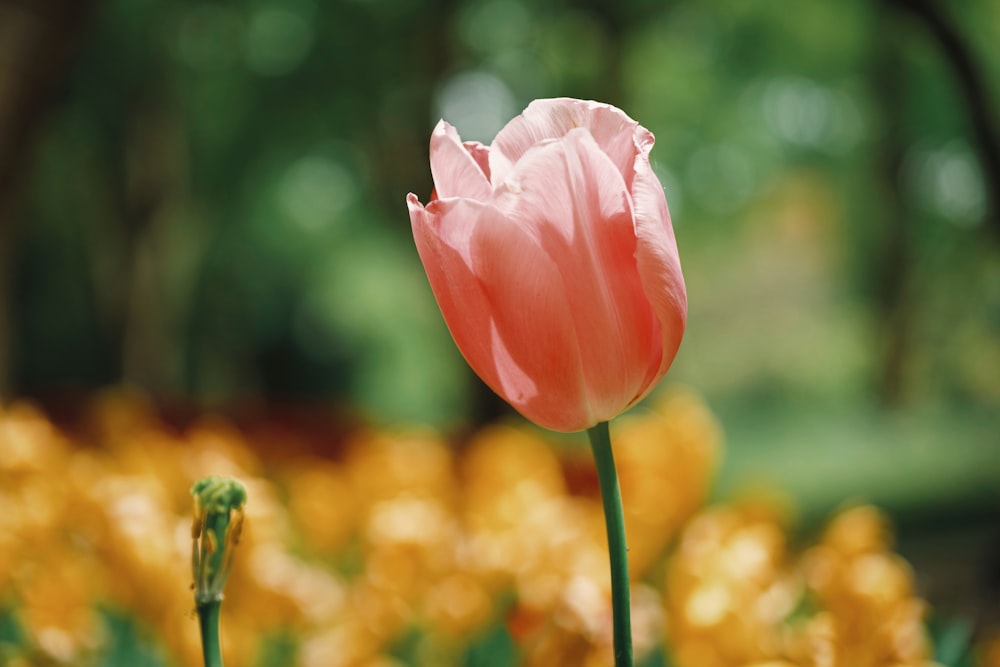 a pink flower with yellow flowers