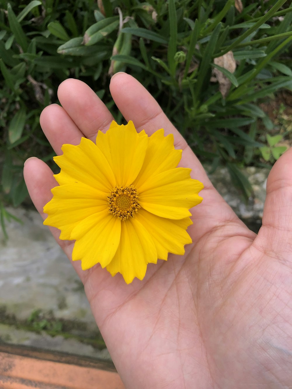 a hand holding a yellow flower