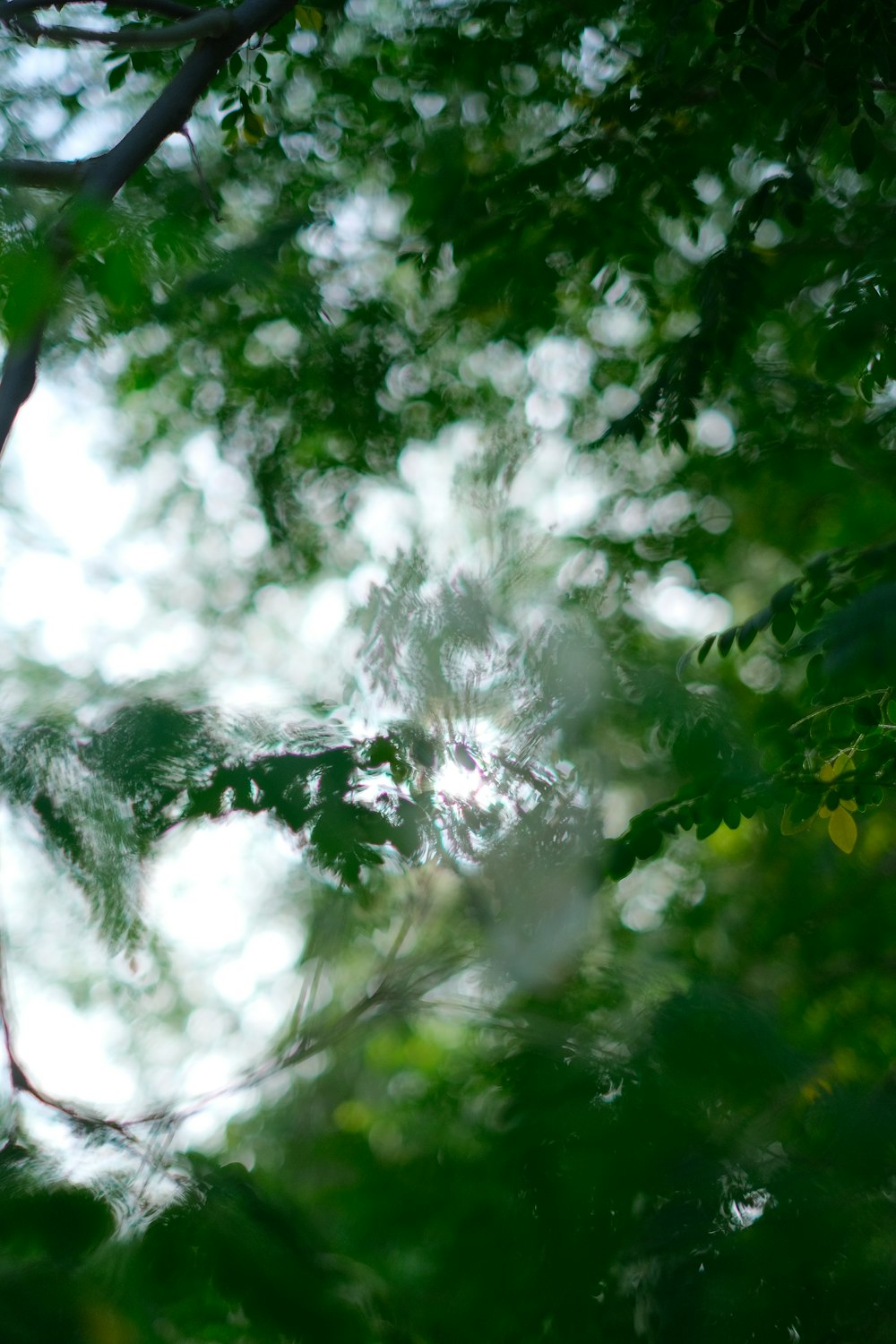 a tree with white flowers