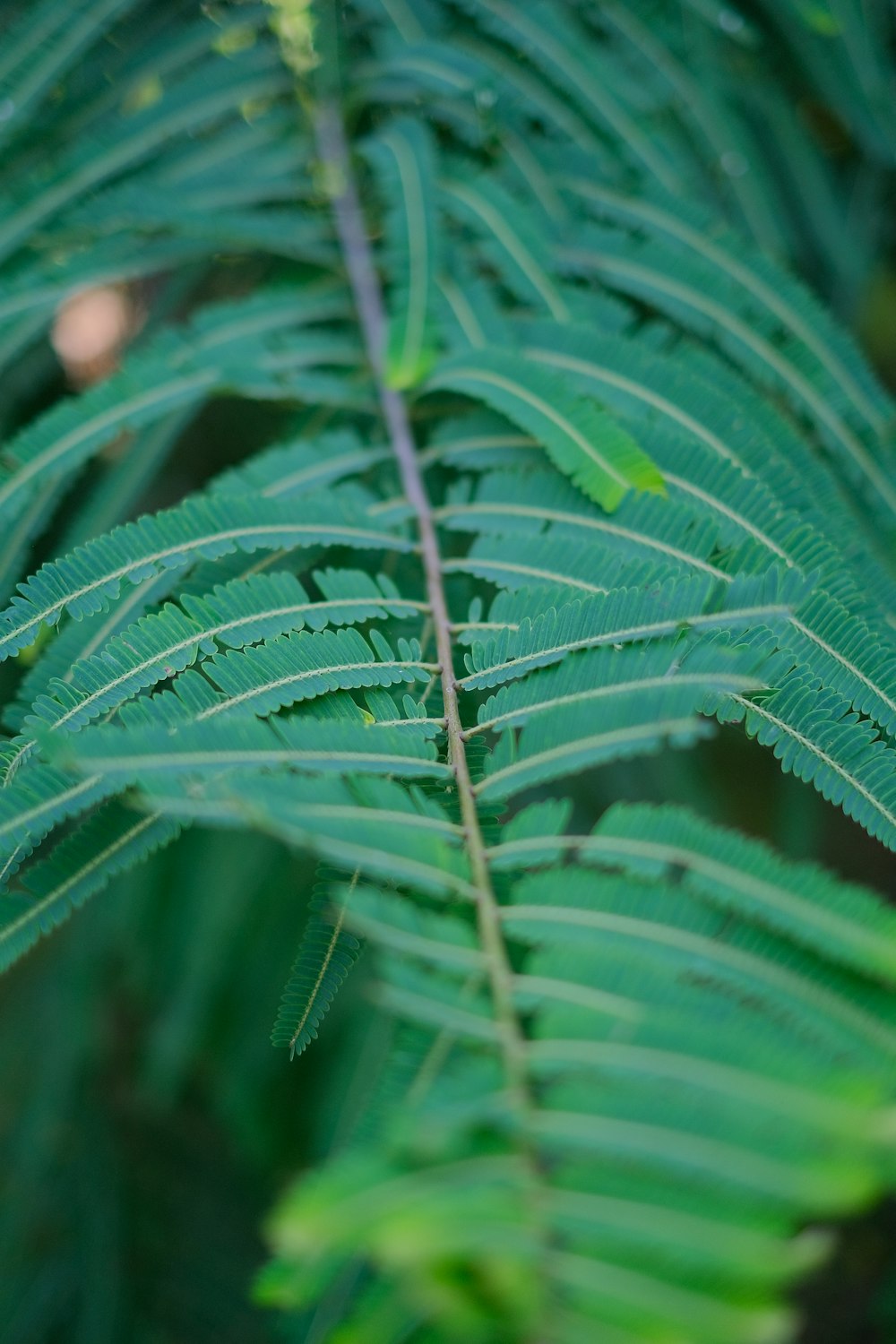 close-up of a green leaf