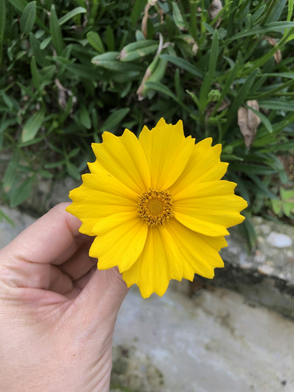 a hand holding a yellow flower