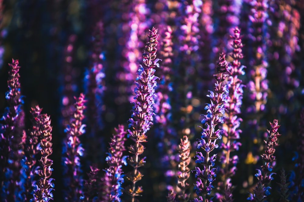 un groupe de fleurs