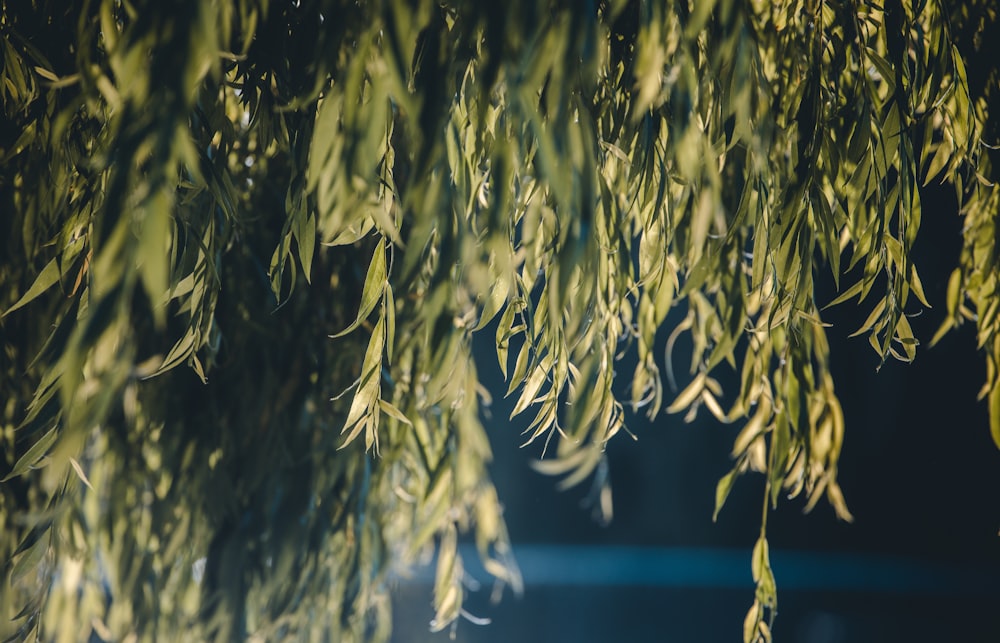 un bouquet de feuilles vertes