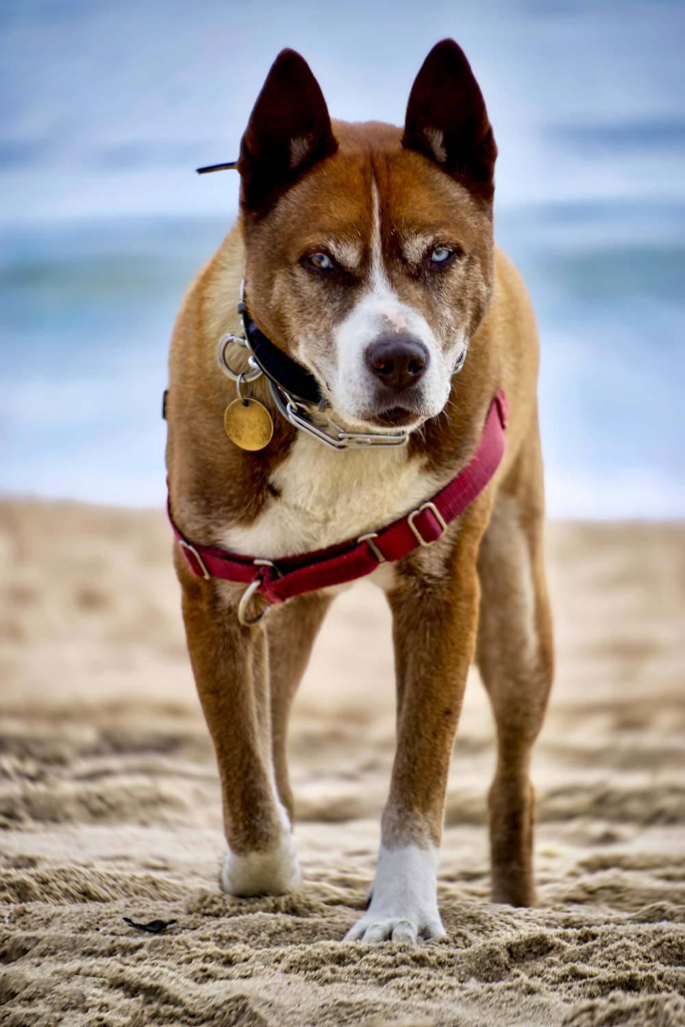 a dog standing on a beach