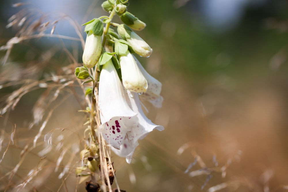 una polilla blanca en una flor