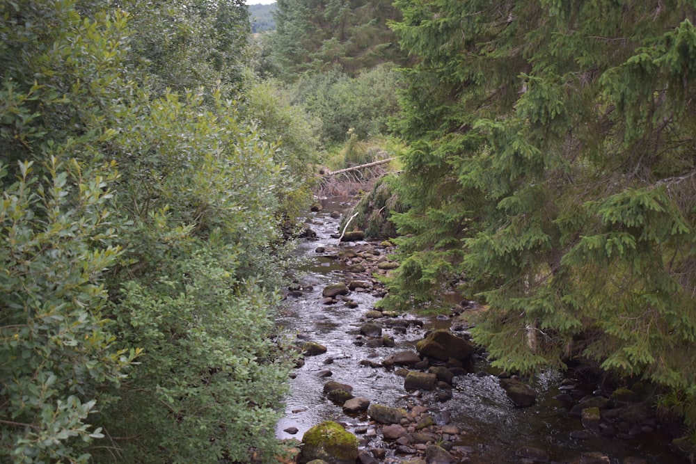 Ein Bach in einem Wald