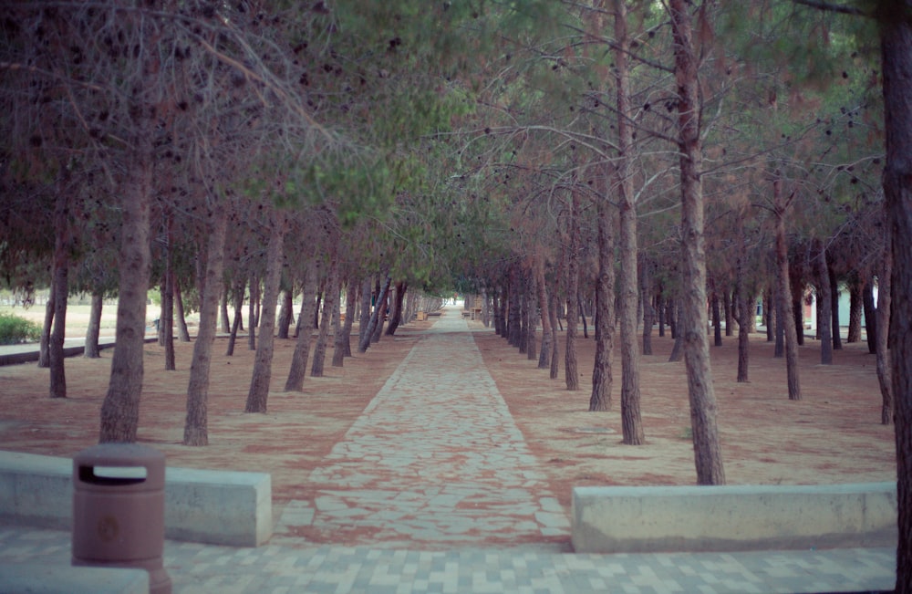 a walkway with trees on either side