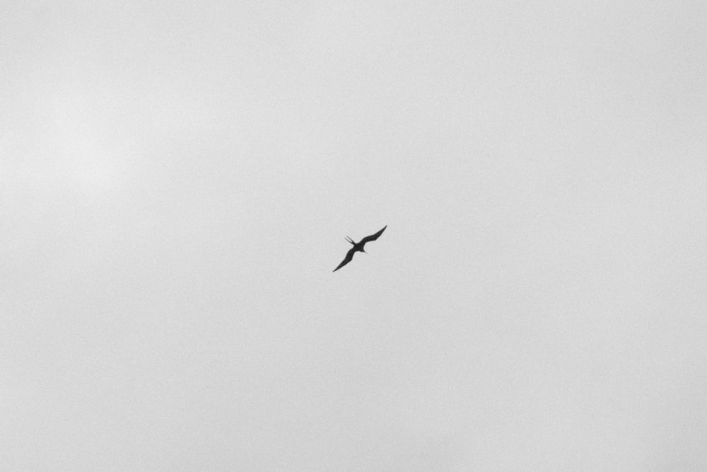Un uccello che vola nel cielo