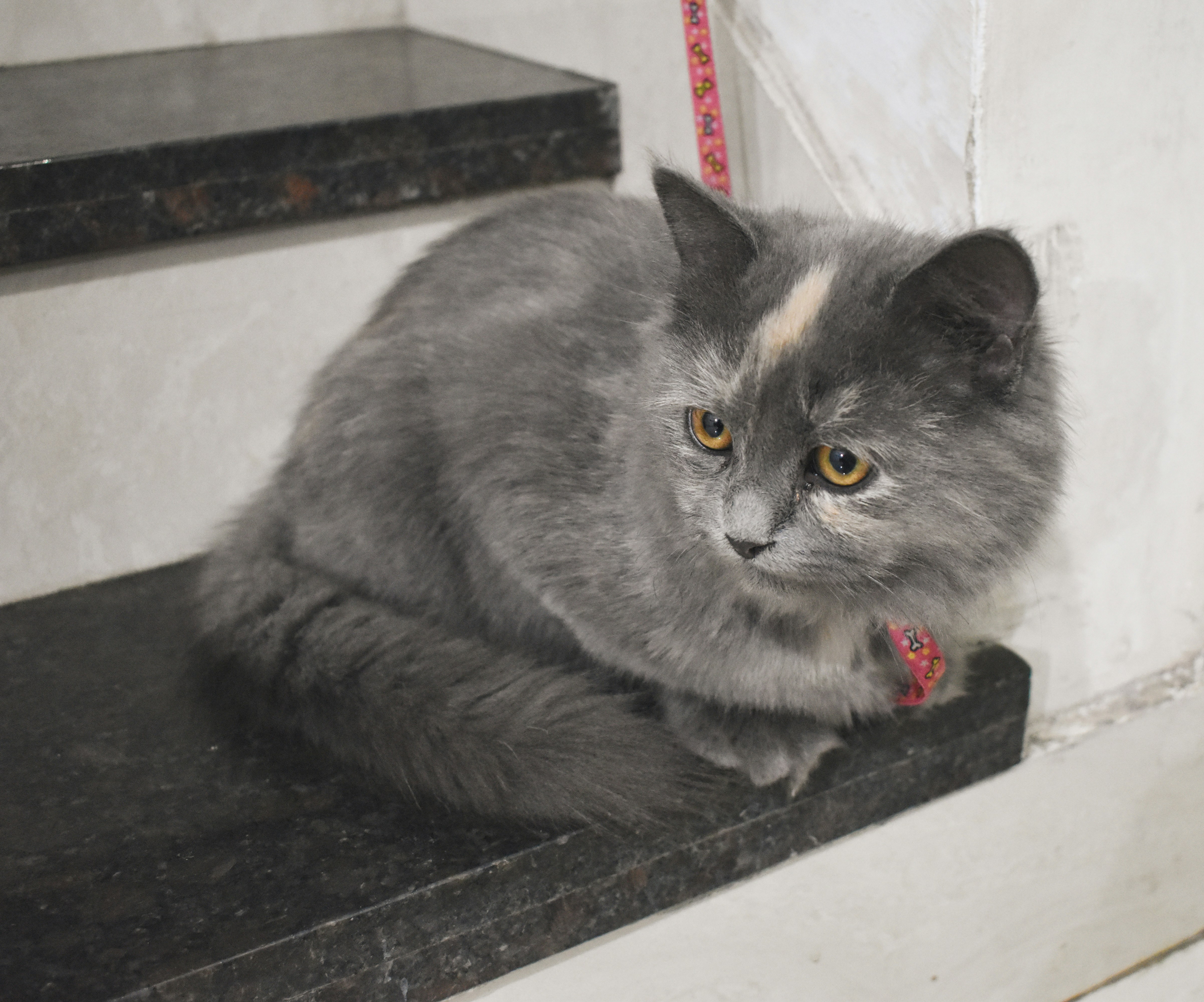 a cat lying on a black surface
