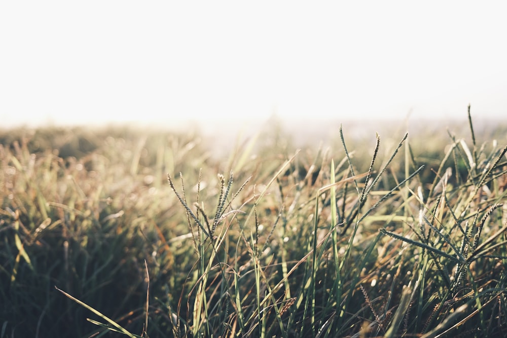 a field of grass