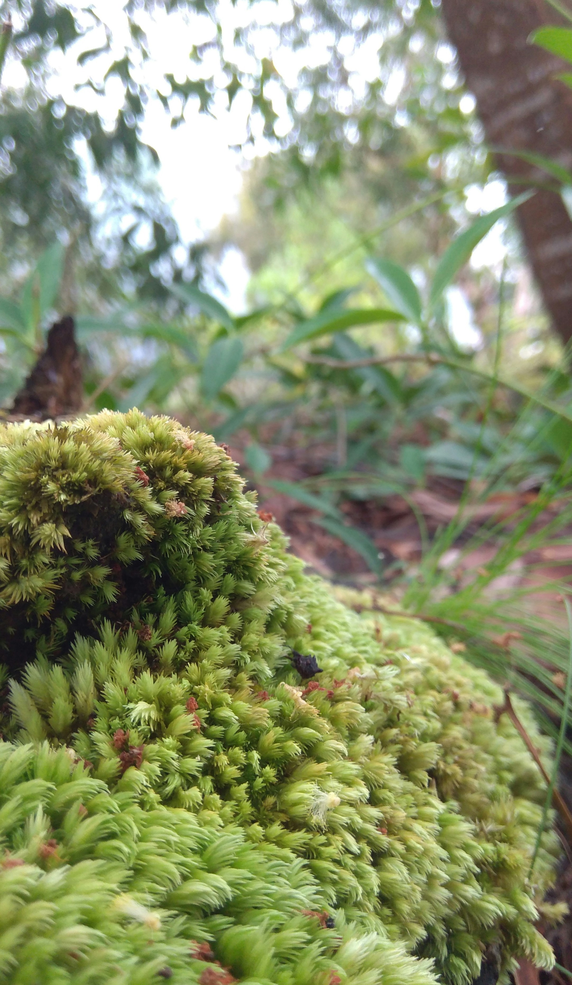 a close-up of some plants