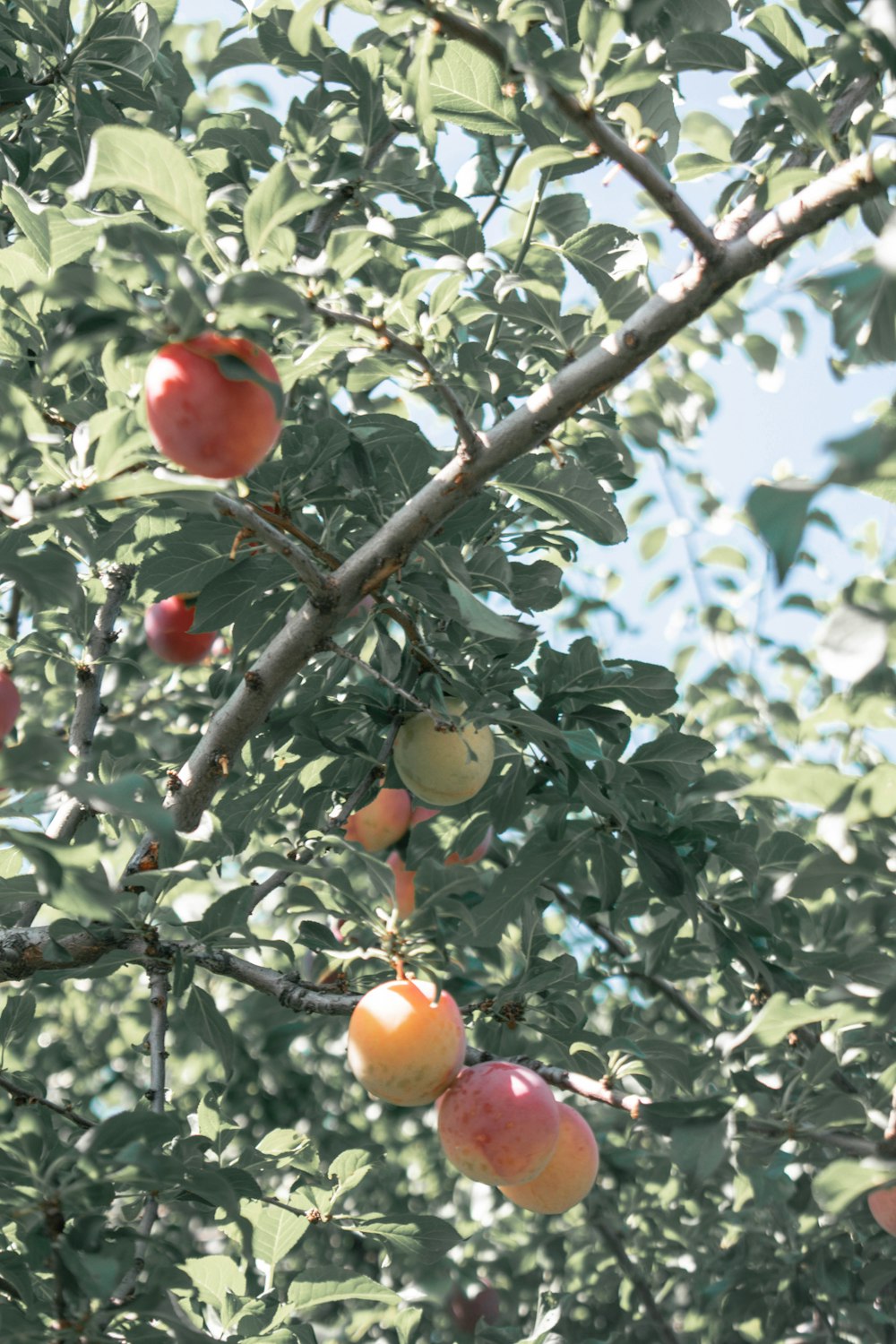 a tree with fruits on it