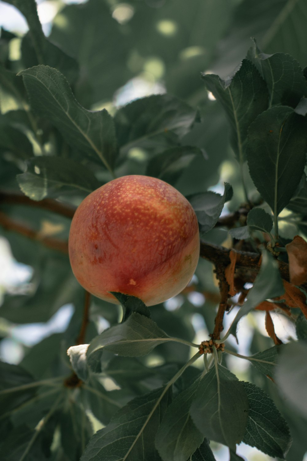 un fruit poussant sur un arbre