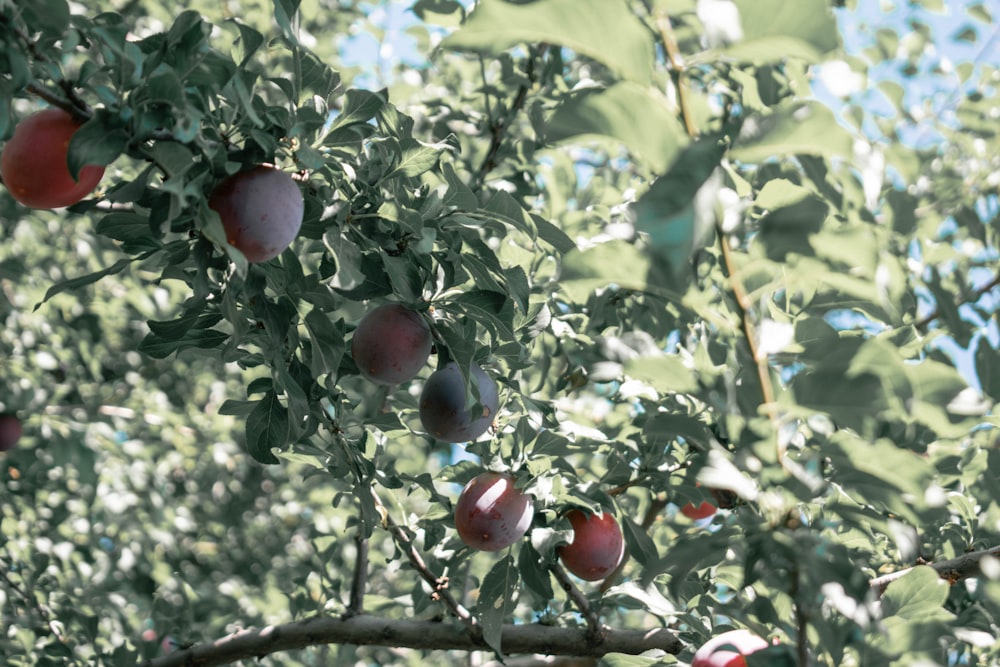 a bunch of apples swing from a tree