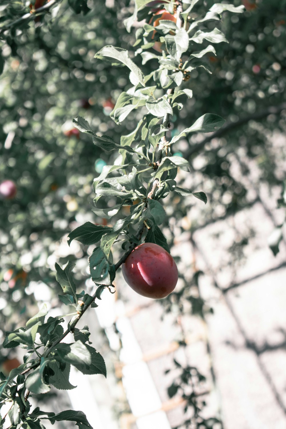 a red apple on a tree