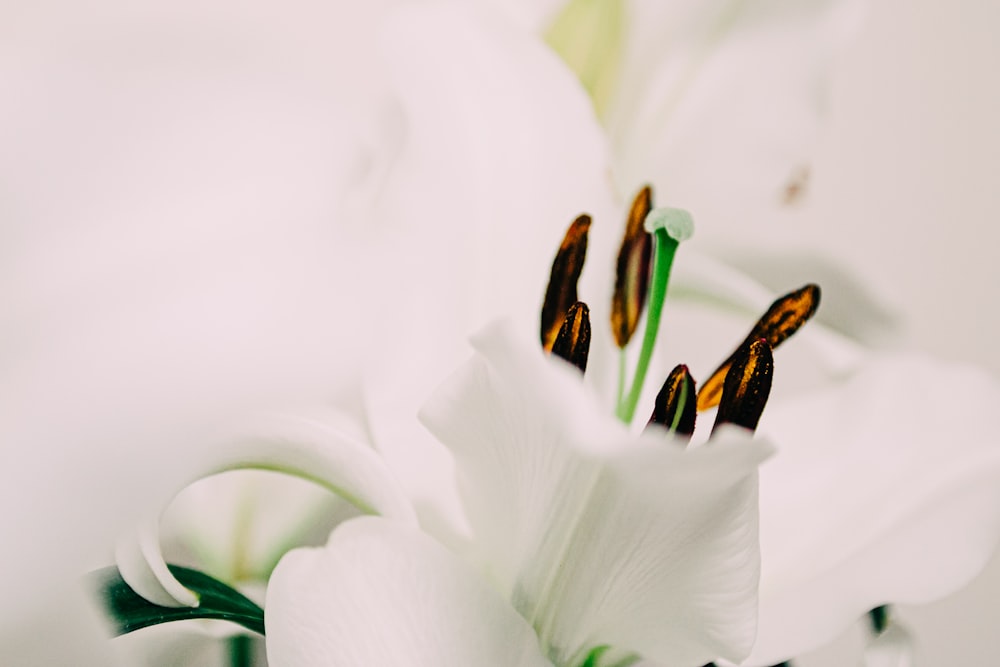 a close up of a flower