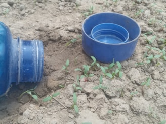 A blue plastic bottle cap lies open on dry, earthy soil with small green seedlings sprouting around it. The ground appears dry and cracked, with scattered young plants.