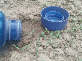 Arzcyclam bottle placed on soil with healthy plants in the background.