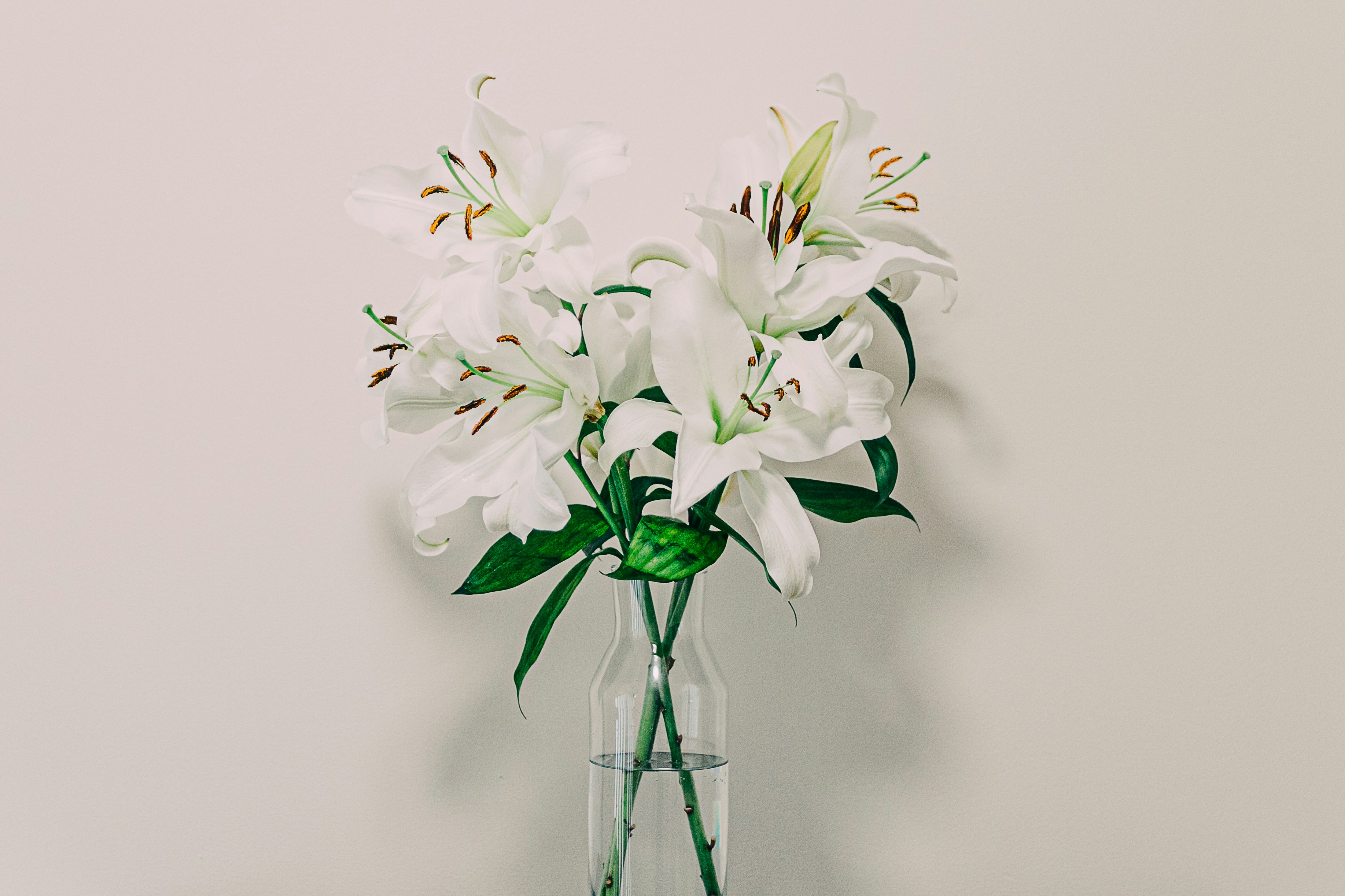 A vase with white flowers photo – Free Flower Image on Unsplash