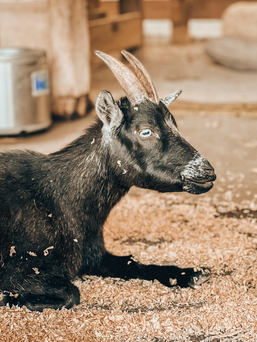 a black goat lying on the ground