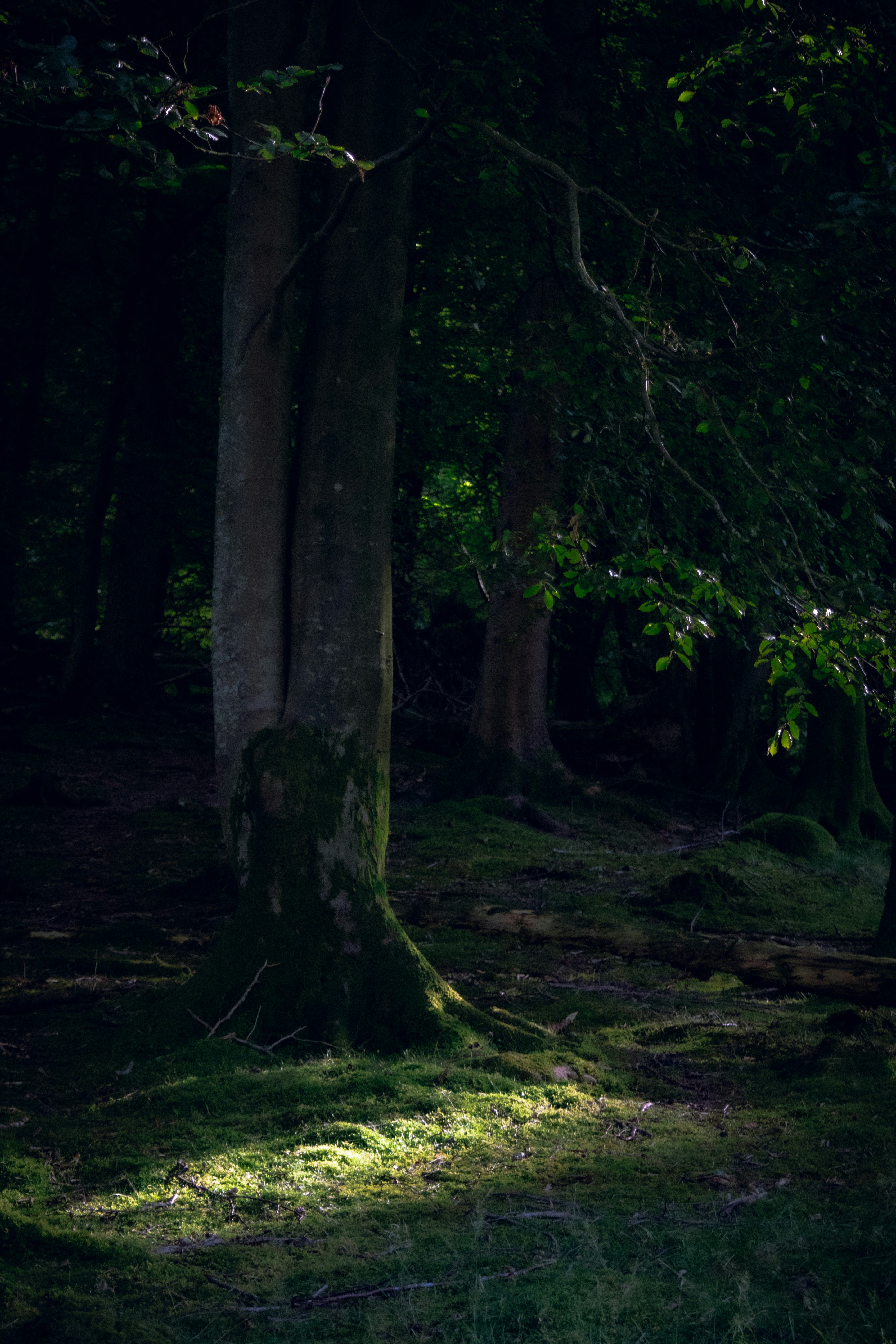 Photo by matchaforest