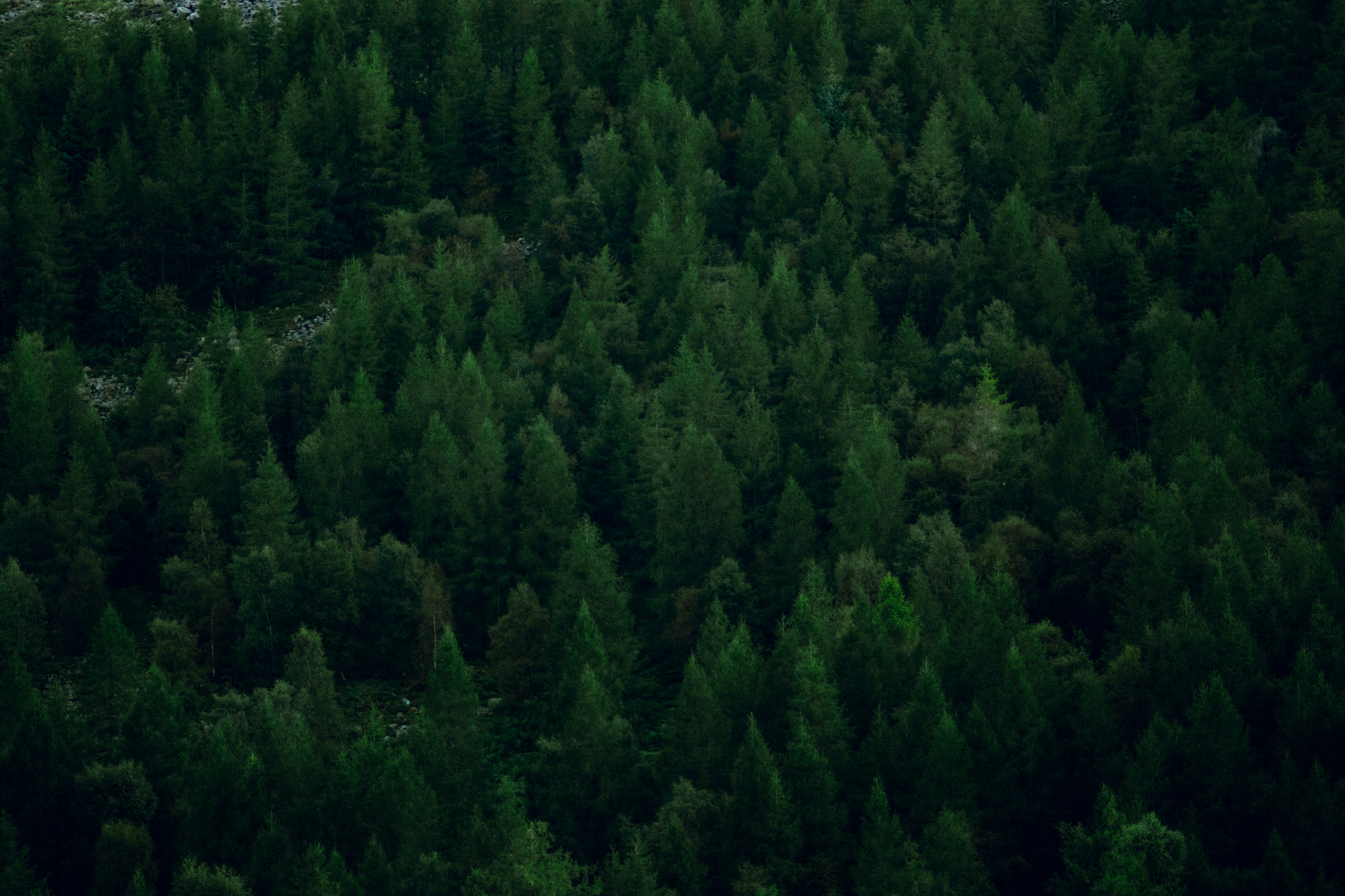 Photo by matchaforest