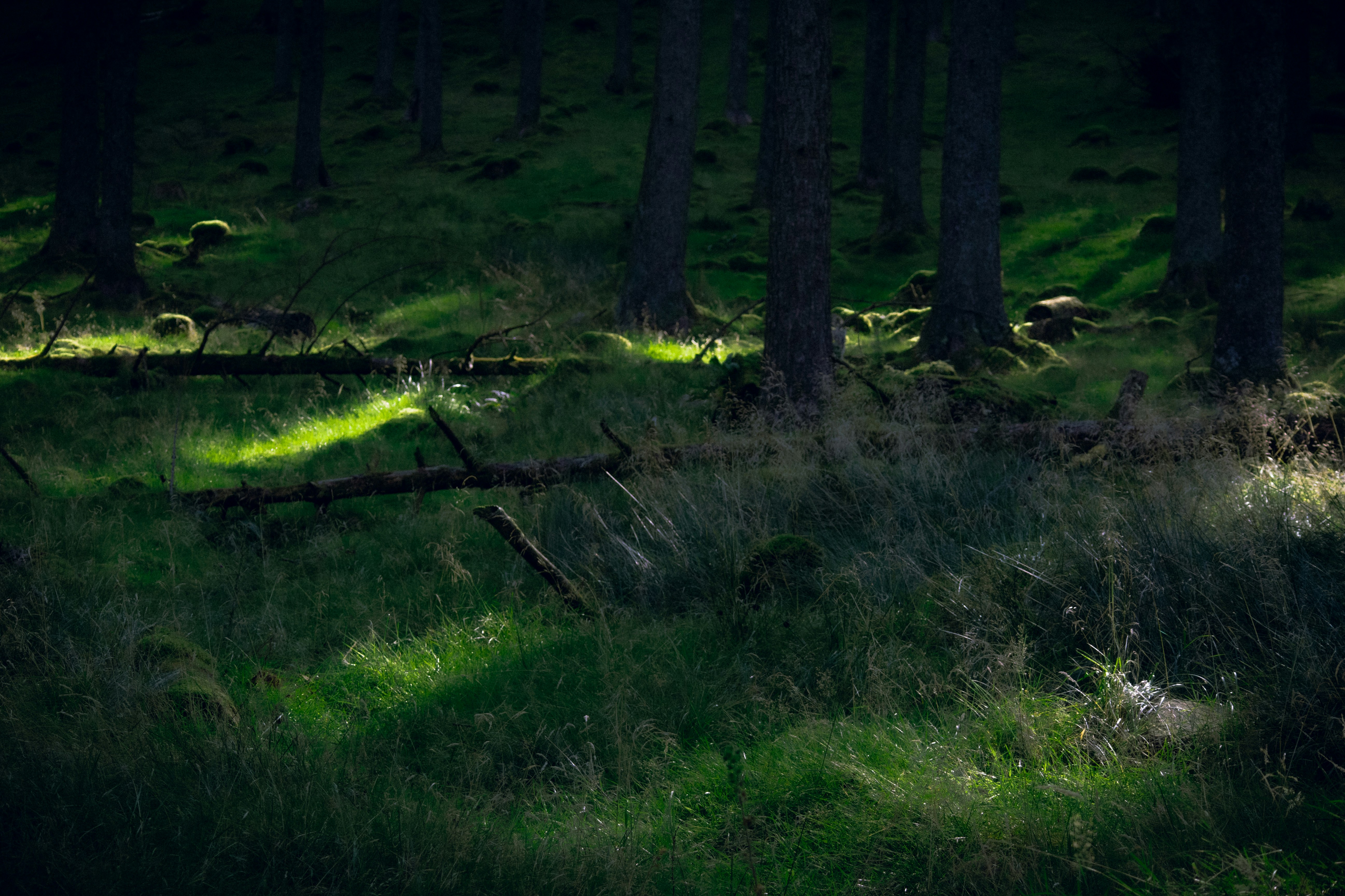 Photo by matchaforest