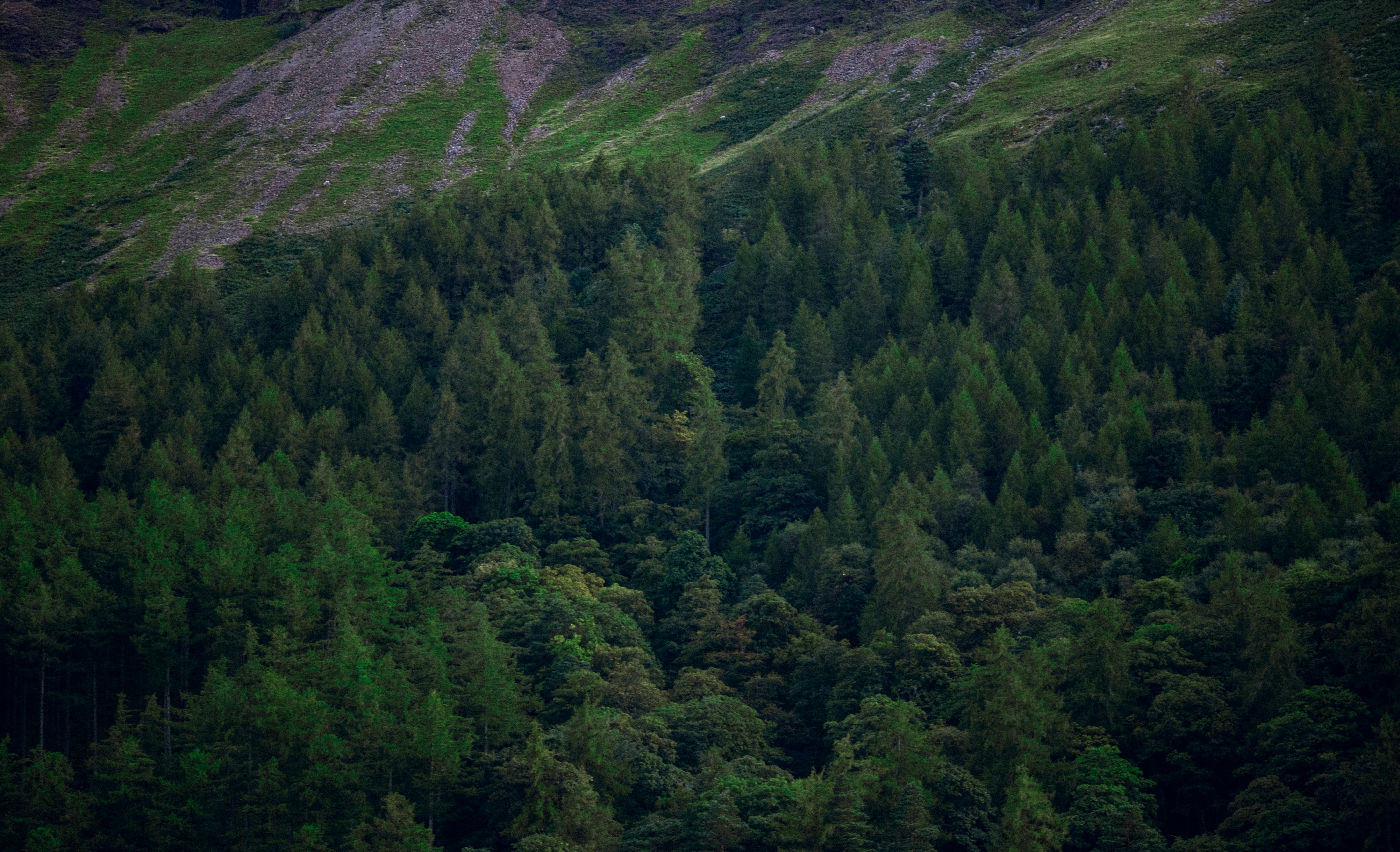 Photo by matchaforest