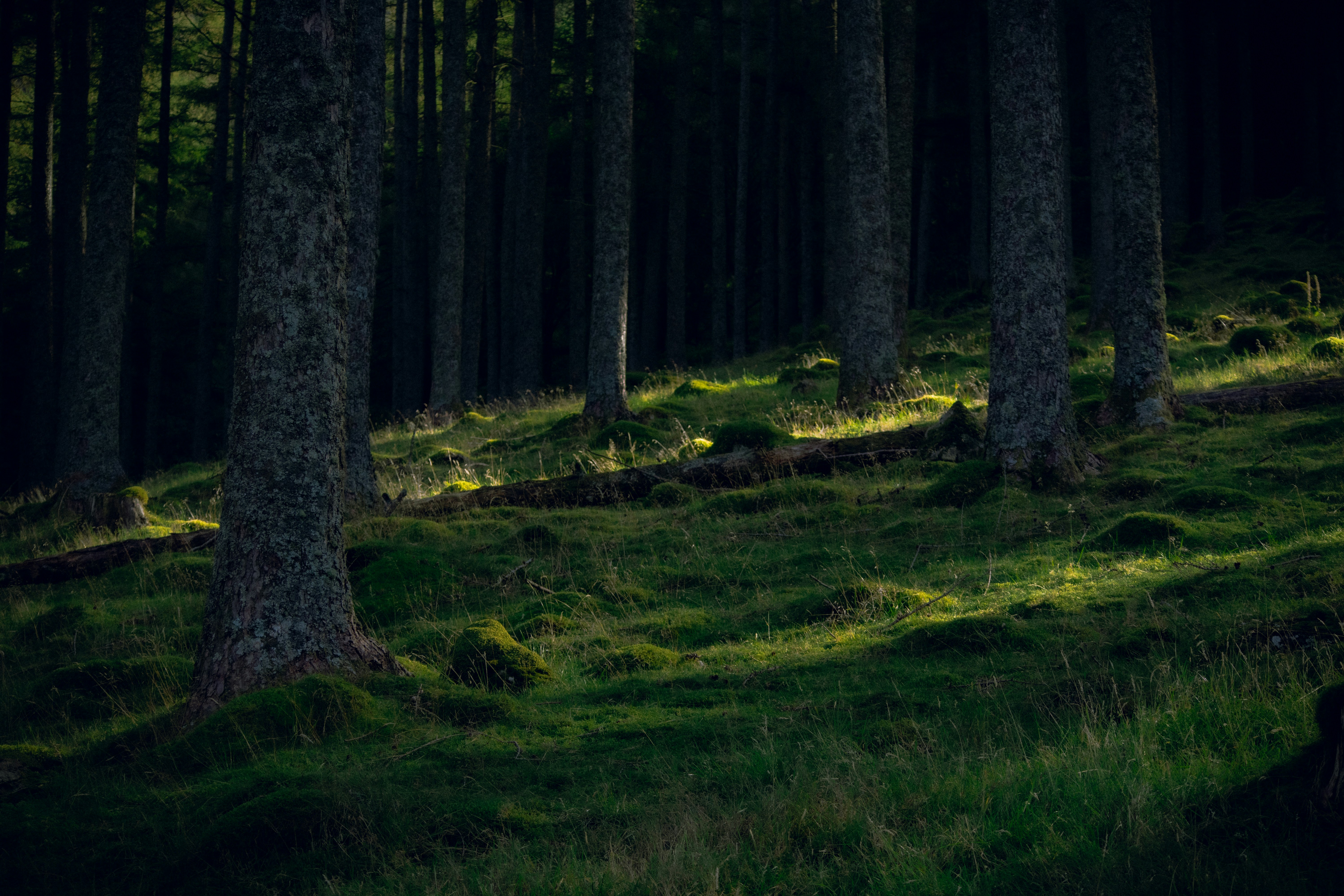 Photo by matchaforest