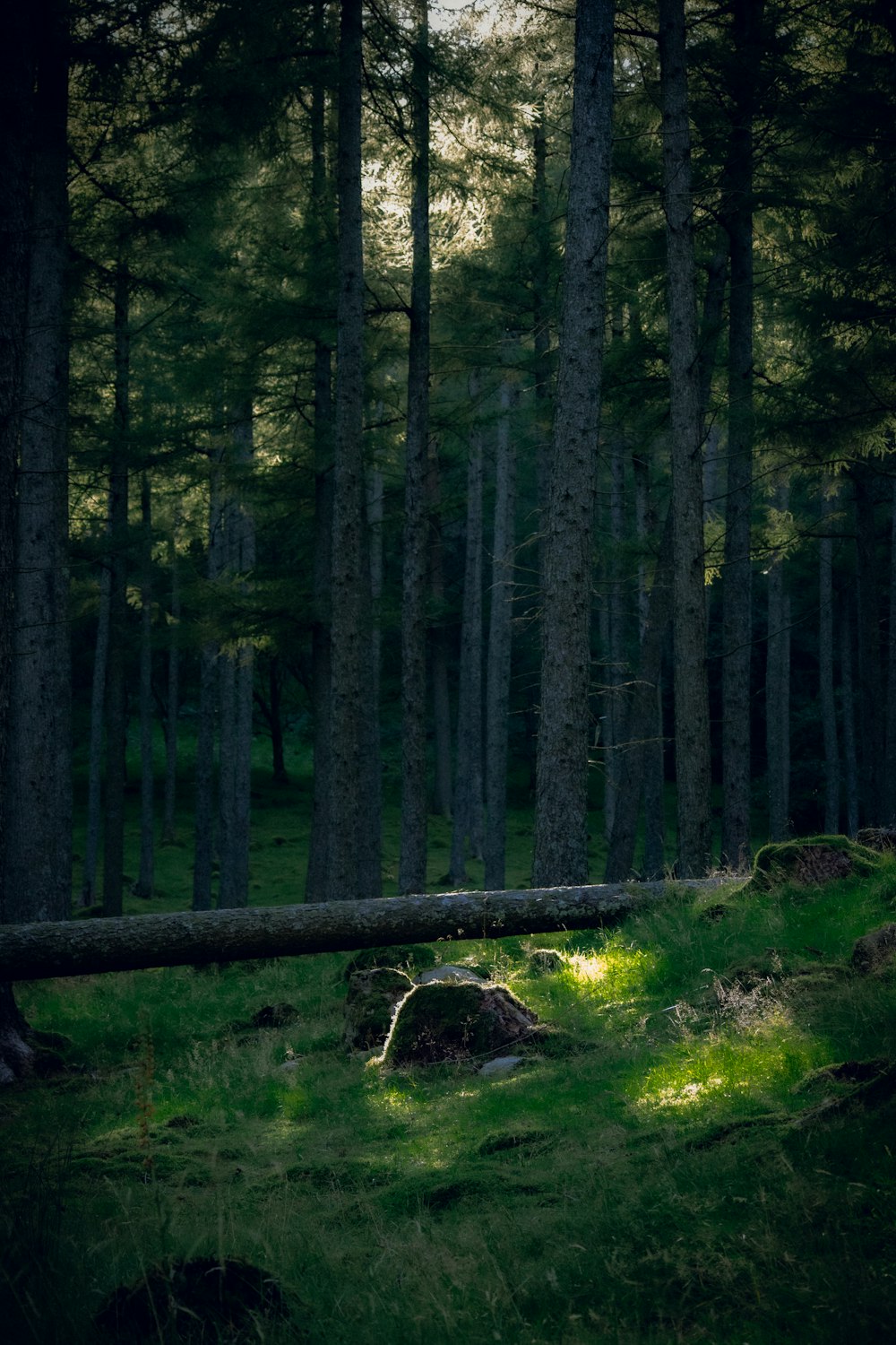 una foresta con alberi