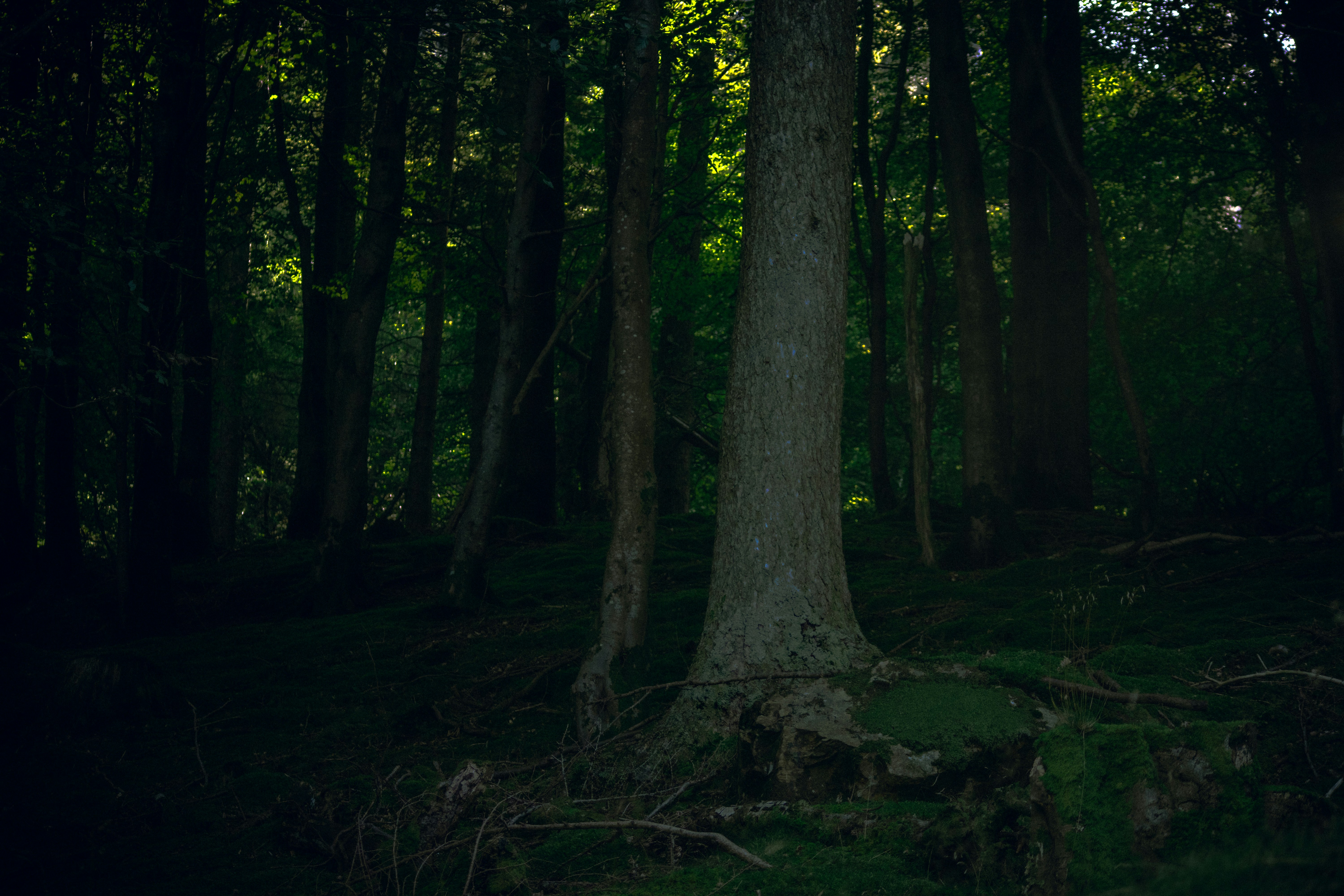 Photo by matchaforest