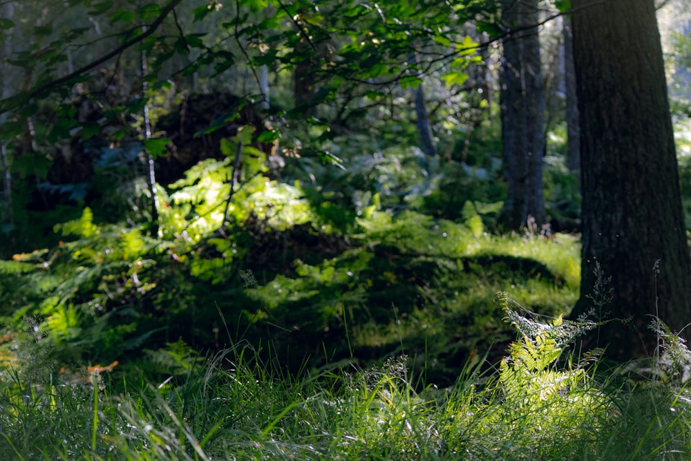 a forest with trees and plants