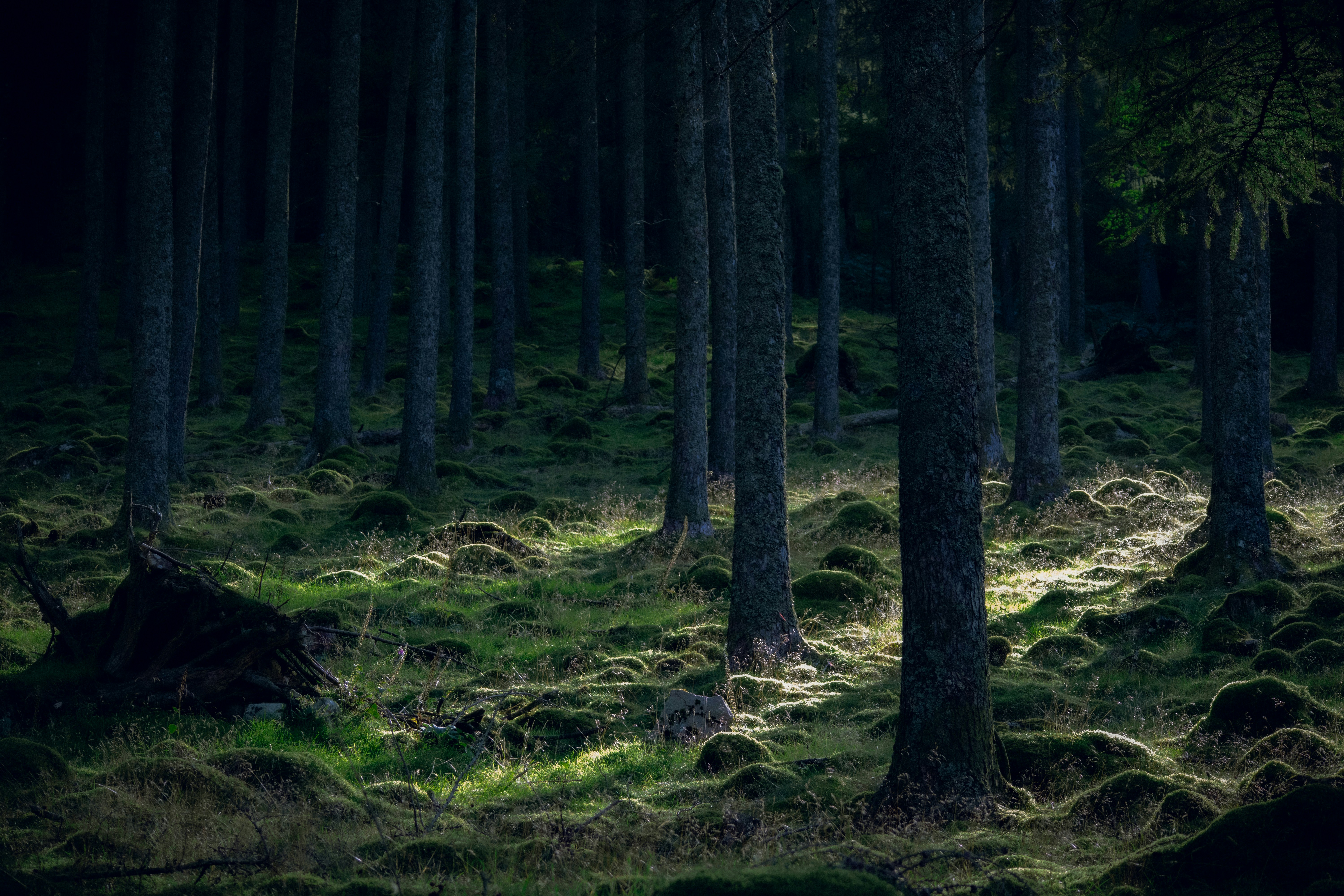a forest with trees