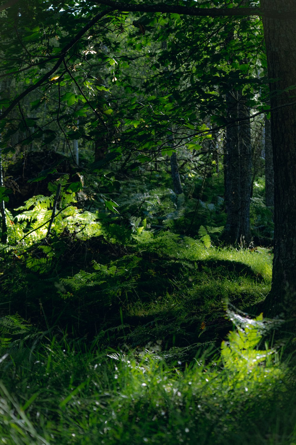 a forest with trees