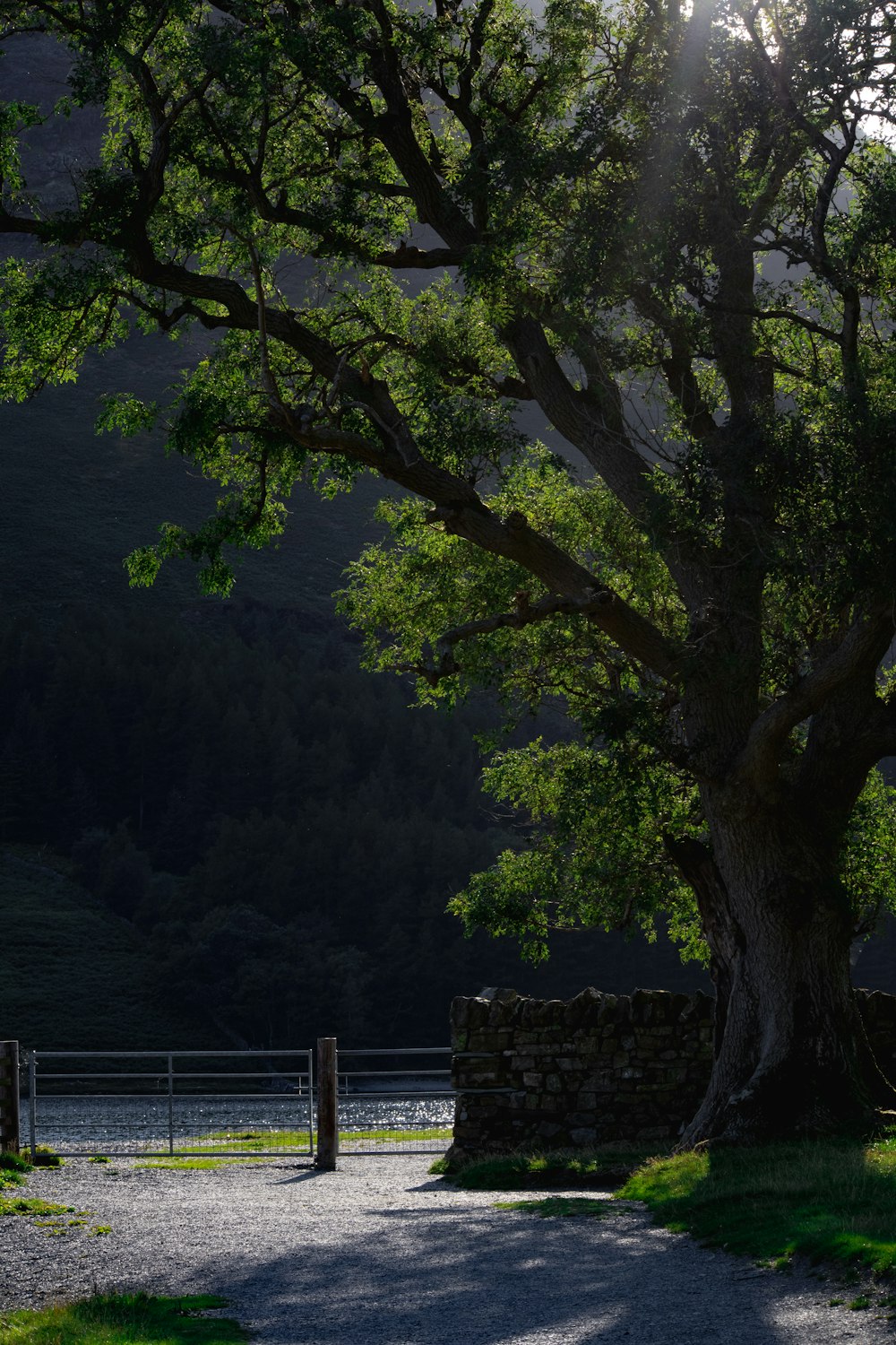 a tree next to a fence