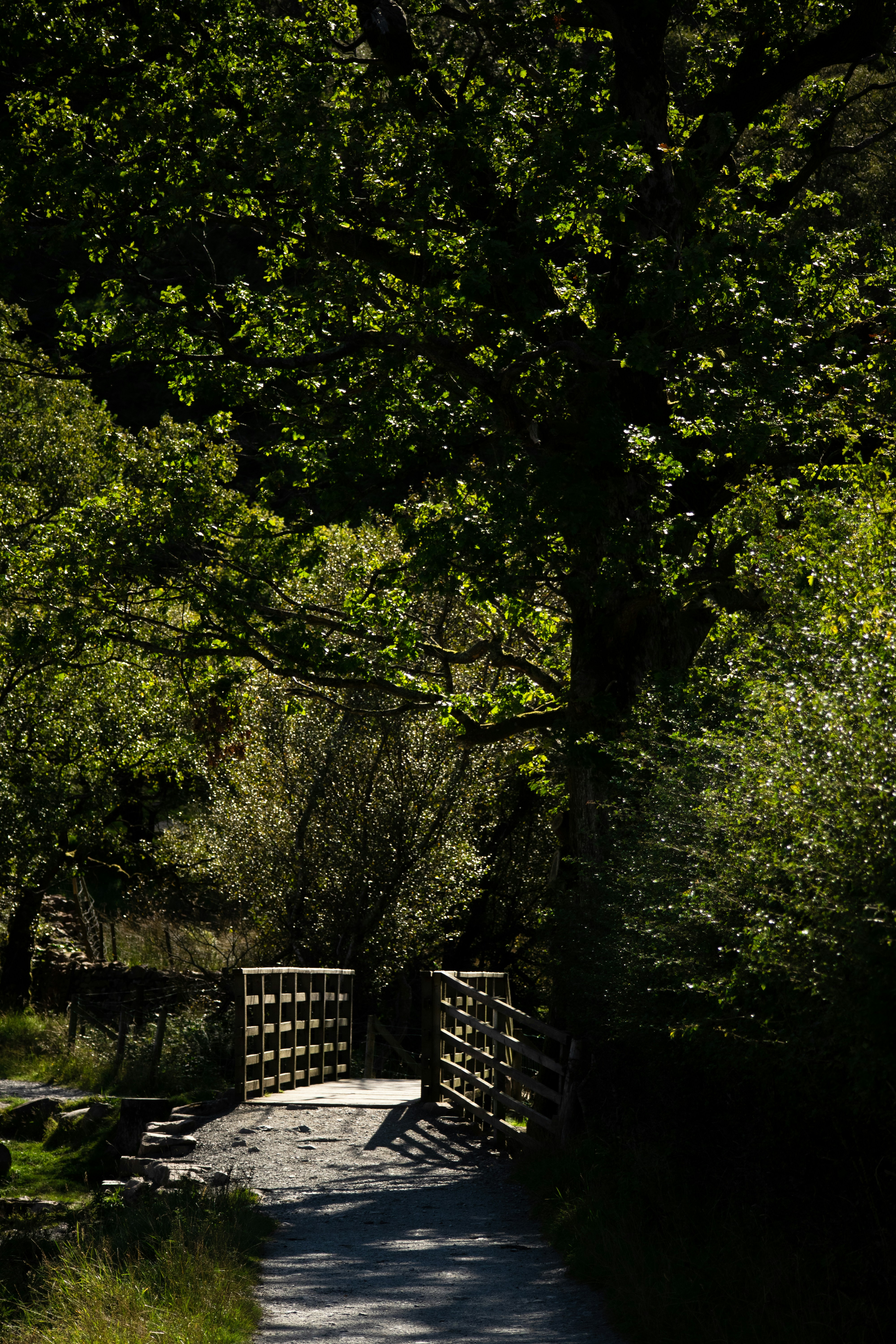 Photo by matchaforest