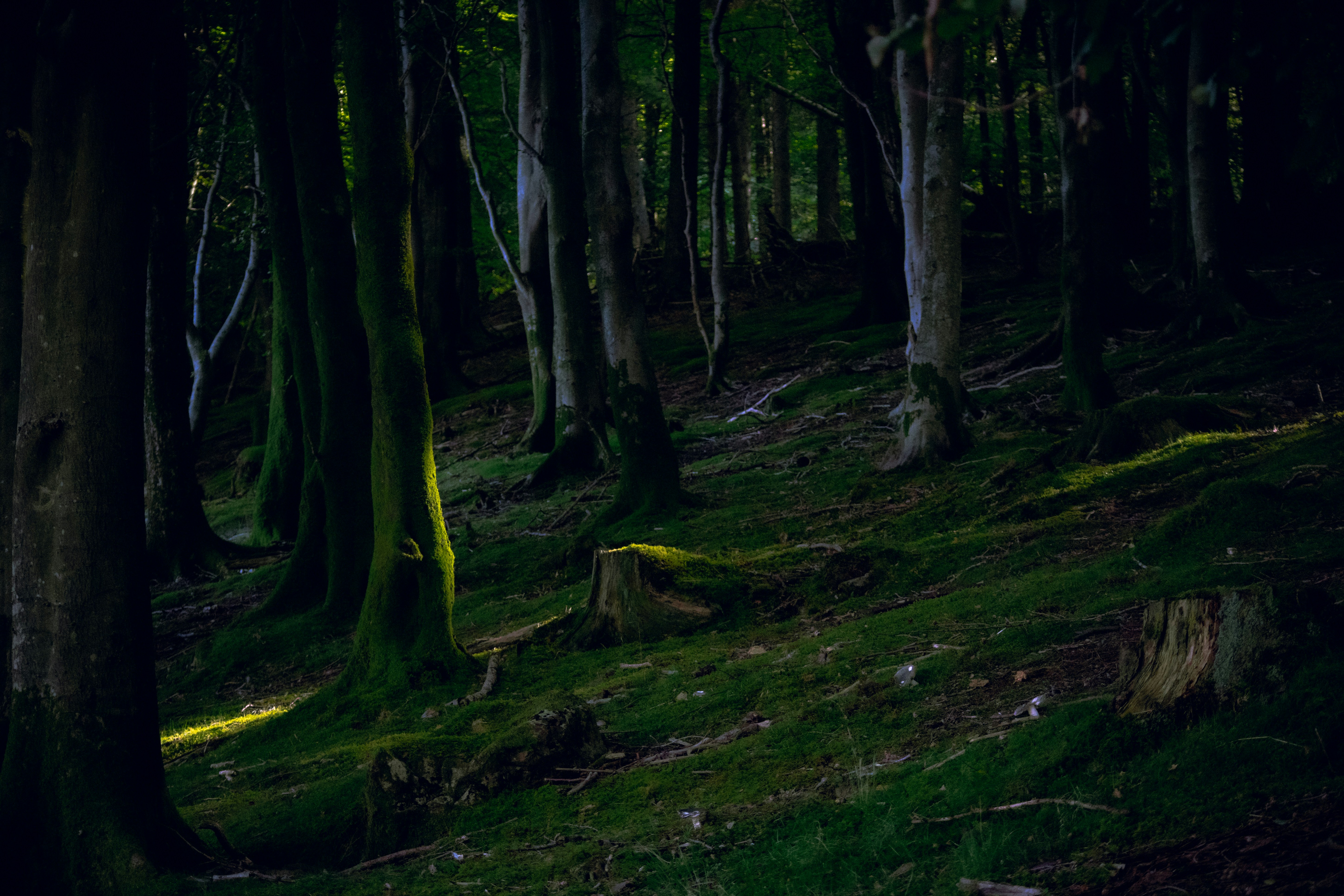 Photo by matchaforest